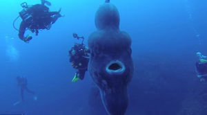 Ocean sunfish