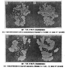 CSE β-動物毒素結構