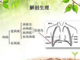 縱隔胸膜