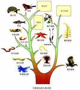 生物進化[自然科學概念]