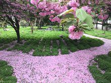 校園內小花園