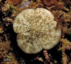 中華蕈珊瑚
