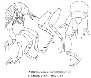 大眼蠻戎