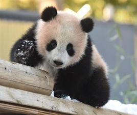 香香[日本上野動物園的大熊貓]