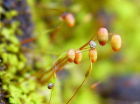 無芒泛生牆蘚