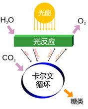 光合作用與卡爾文循環