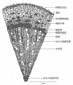 圖2 棉花主根中部橫切面