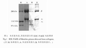 灰星鯊魚皮、骨膠原蛋白的電泳圖譜