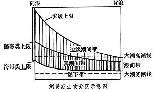 潮間帶生態