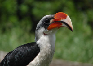 彎嘴犀鳥屬