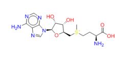 S-腺苷甲硫氨酸