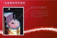 毛髮生理學