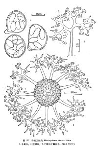 飾美叉絲殼