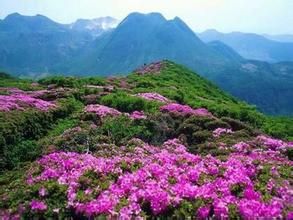 金山杜鵑(變種)