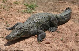 Chinese alligator