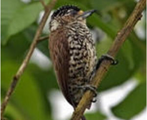 巴西姬啄木鳥