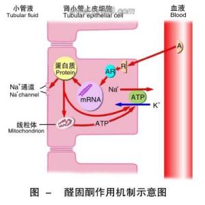 醛固酮缺乏症