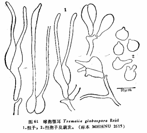 球孢銀耳