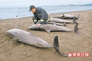 大西洋細吻海豚擱淺集體自殺