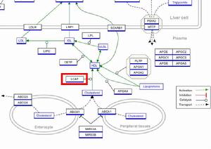 LCAT[酶的一種：卵磷脂膽固醇脂醯轉移酶]