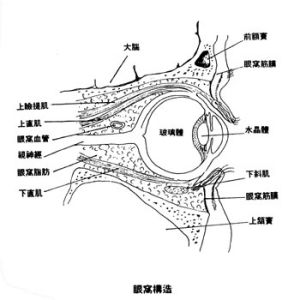 假性近視