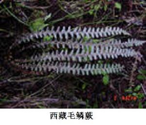 西藏毛鱗蕨