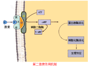 性激素