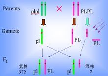 染色體缺失