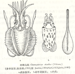 櫛鰭烏賊