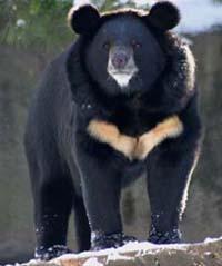 Asian black bear