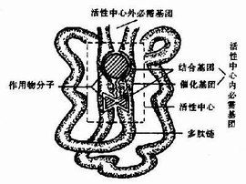 酶的活性中心