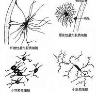 施旺細胞