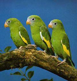 斑翅鸚鵡屬