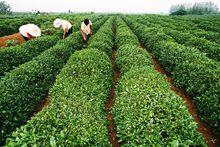 日照綠茶園