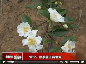 油茶花