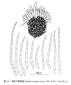 胡枝子格孢腔菌