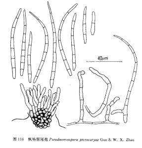 楓楊假尾孢