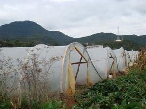 （圖）香瓜基地