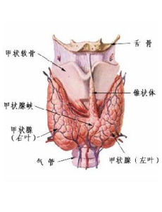 甲狀腺冷結節