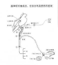 翼齶神經節