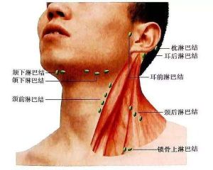 腋窩前淋巴結