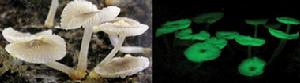 學名為“Mycena chlorophos”的蘑菇新物種