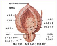 前列腺快感