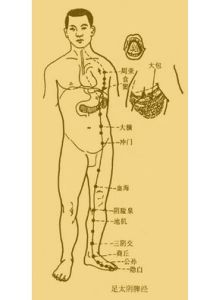 足太陰經脈