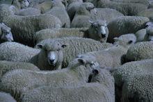 羊養殖