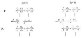 相斥組