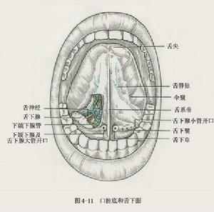 消化系統