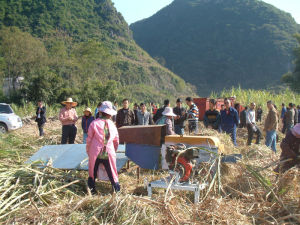 思練鎮召開砍蔗大賽現場會