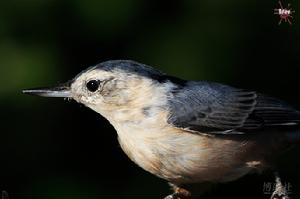 （圖）白胸鳾