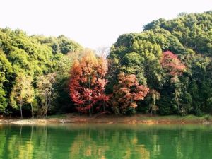 小坑國家森林公園